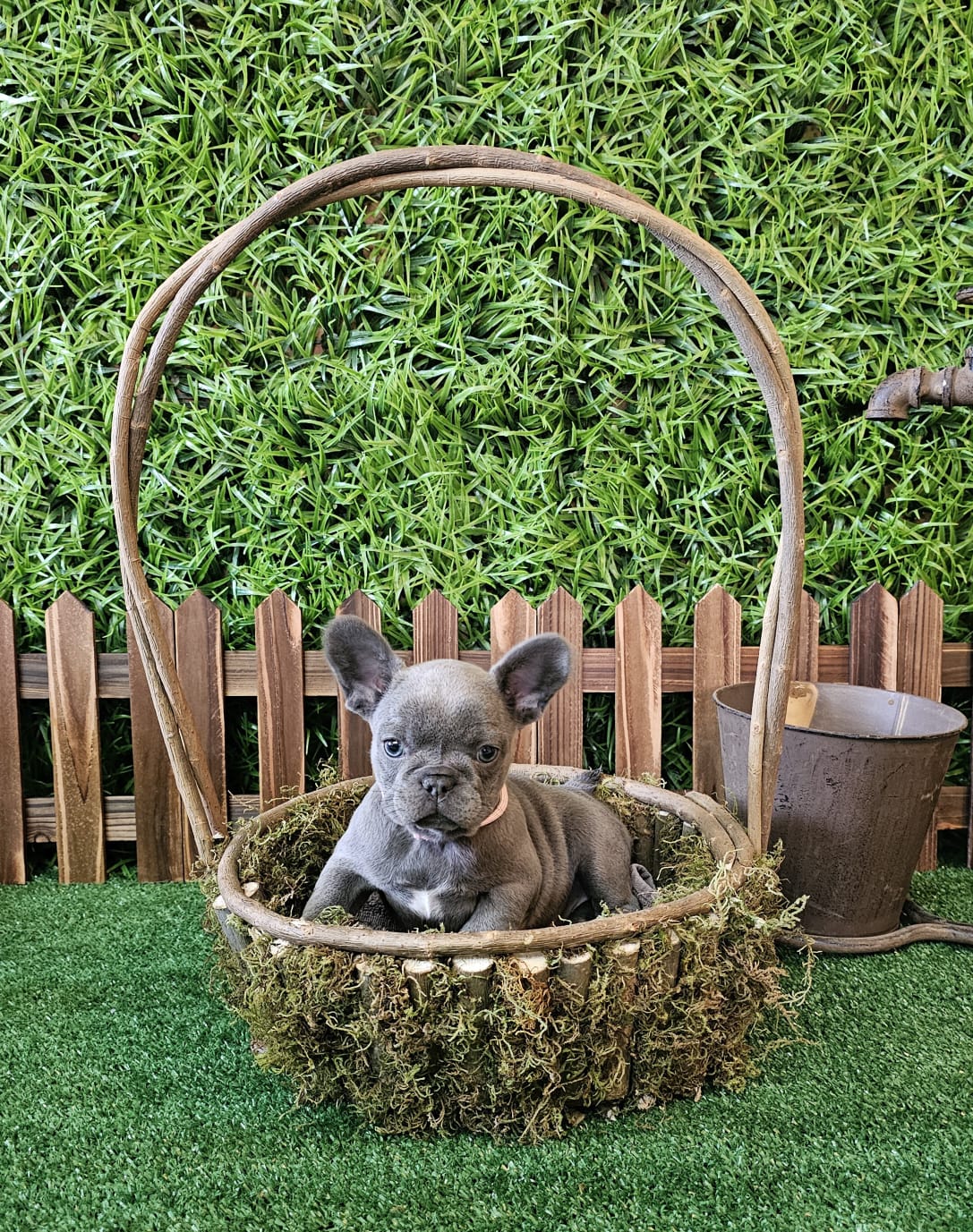 Image of french male bulldog 2